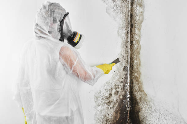 Best Black Mold Removal  in Norwood, NY