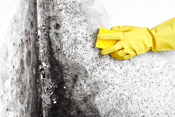 Best Affordable Mold Removal  in Norwood, NY