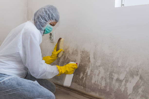 Best Crawl Space Mold Removal  in Norwood, NY