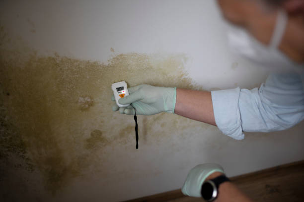 Best Residential Mold Removal  in Norwood, NY