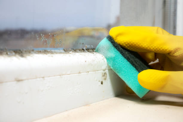 Best Residential Mold Removal  in Norwood, NY