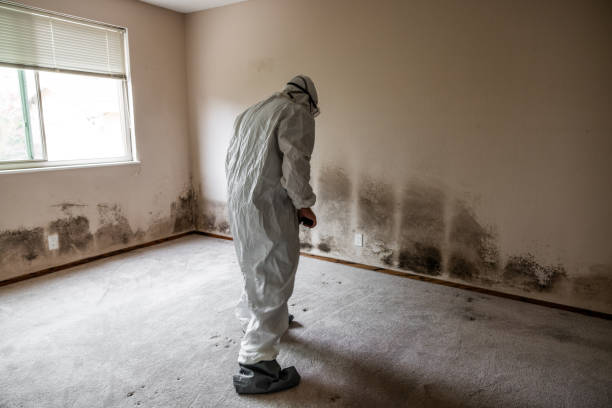 Best Mold Damage Repair  in Norwood, NY