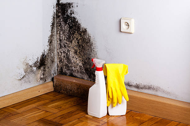 Best Local Mold Removal Service  in Norwood, NY