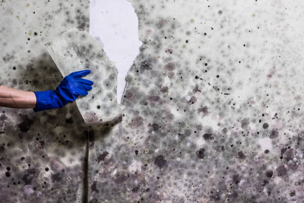 Best Crawl Space Mold Removal  in Norwood, NY