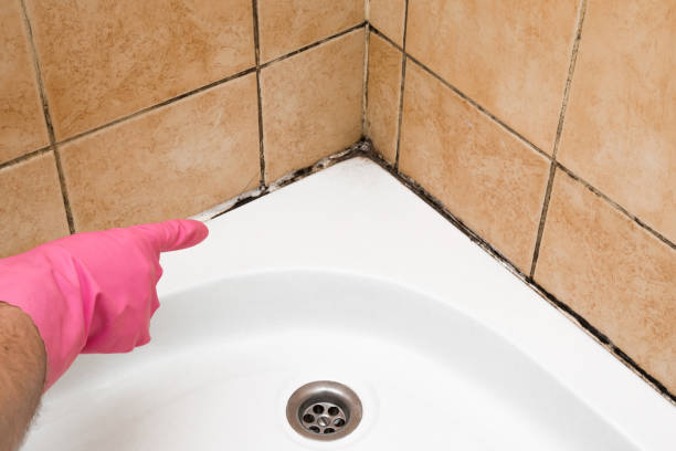 Best Mold Testing and Removal  in Norwood, NY