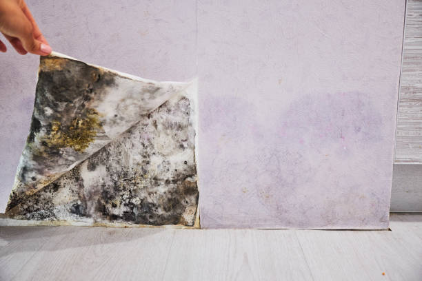 Best Attic Mold Removal  in Norwood, NY